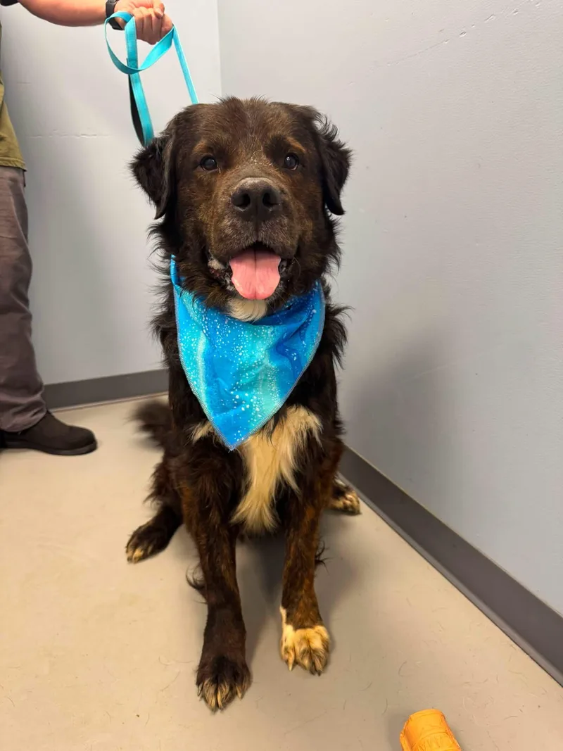A senior large-sized male Bicolor Collie dog named Tank . for adoption in Zanesville, OH
