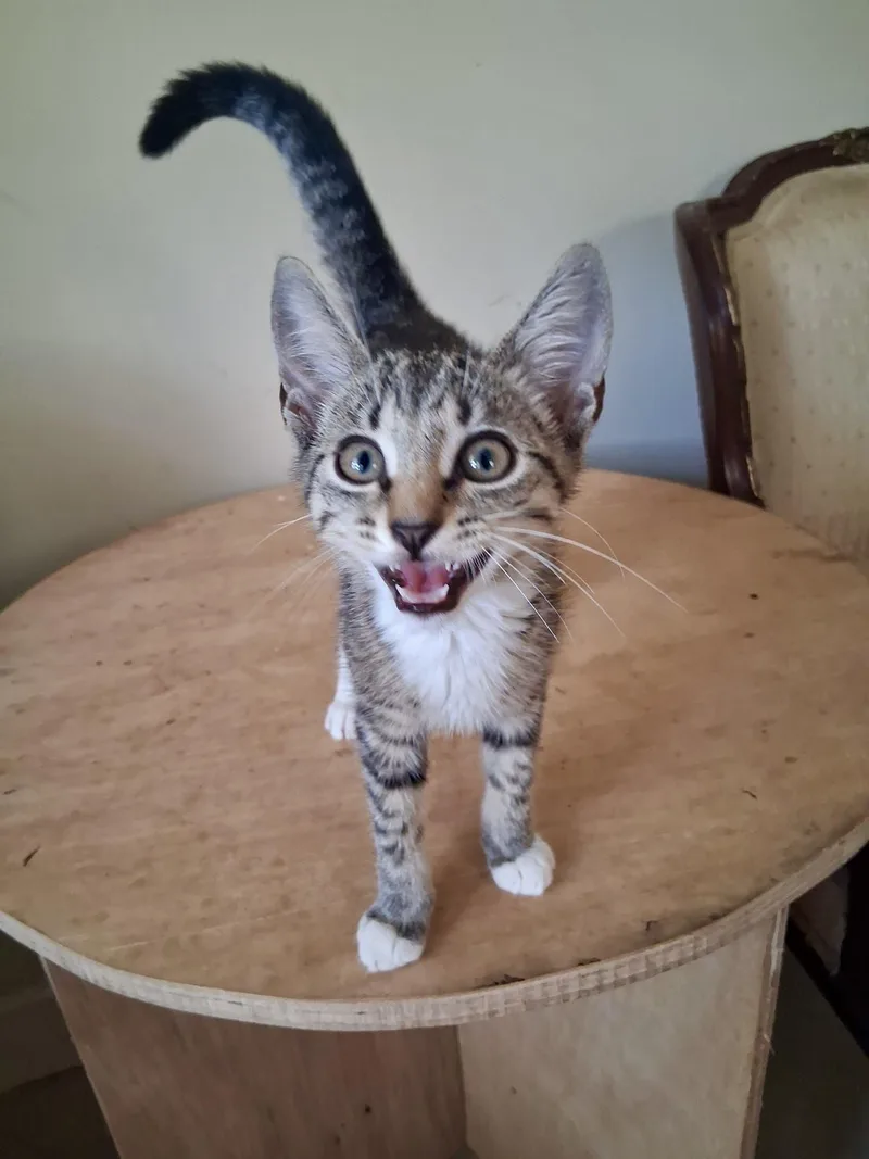A baby medium-sized male Tabby (Buff / Tan / Fawn) Tabby cat named River for adoption in Bethel, CT