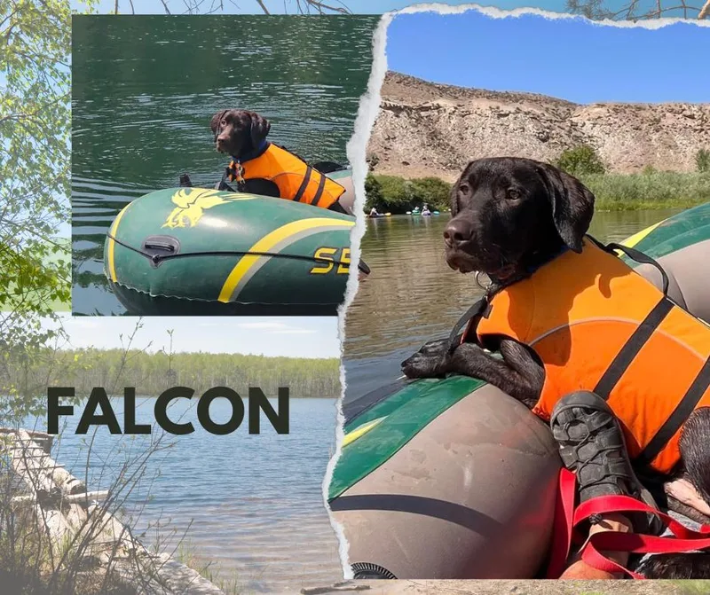 Falcon