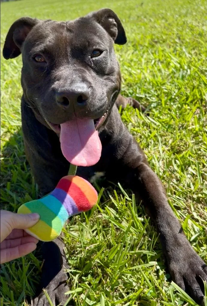A young large-sized male Pit Bull Terrier dog named Archie for adoption in Saint Francisville, LA