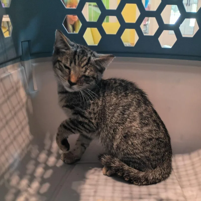 A baby small-sized female Brown / Chocolate Domestic Short Hair cat named Sweetie Belle for adoption in Lynchburg, VA