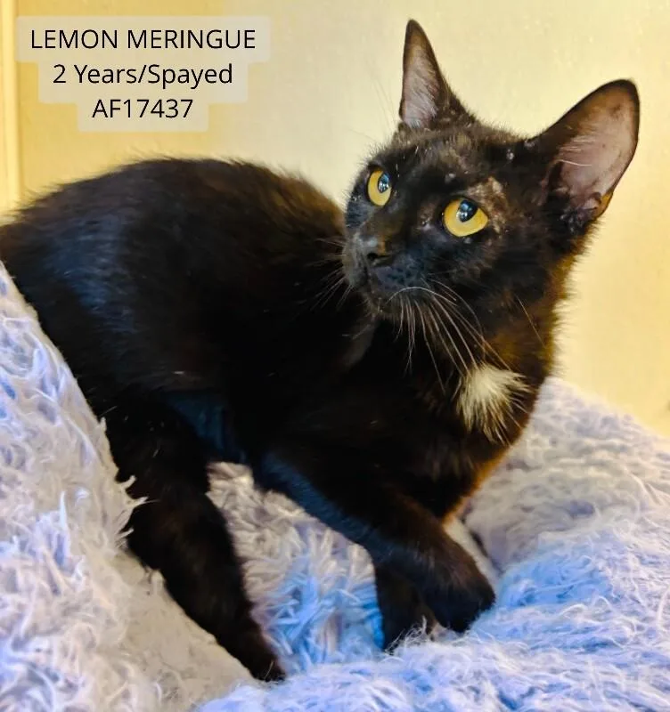An adult medium-sized female Black Domestic Short Hair cat named Lemon Meringue for adoption in Supply, NC