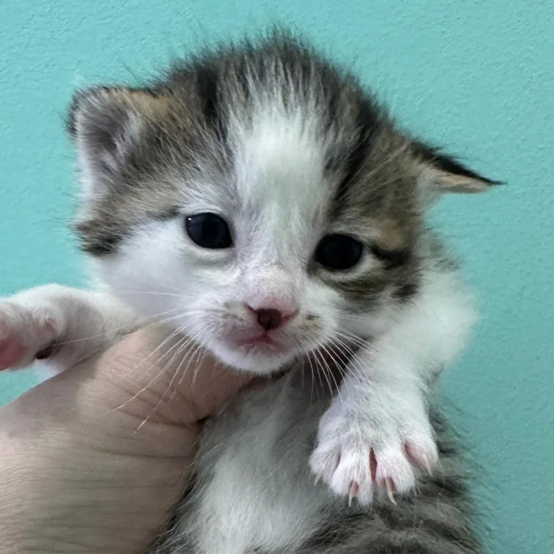 A baby small-sized female Brown / Chocolate Domestic Short Hair cat named Setting Spray for adoption in Marion, VA