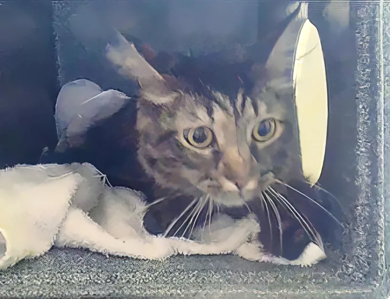 An adult medium-sized female Tabby (Brown / Chocolate) Domestic Medium Hair cat named Bonsai for adoption in Nashville, TN