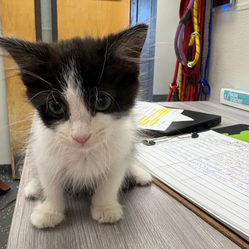 A baby small-sized female Black Domestic Long Hair cat named Donna for adoption in Columbiana, AL