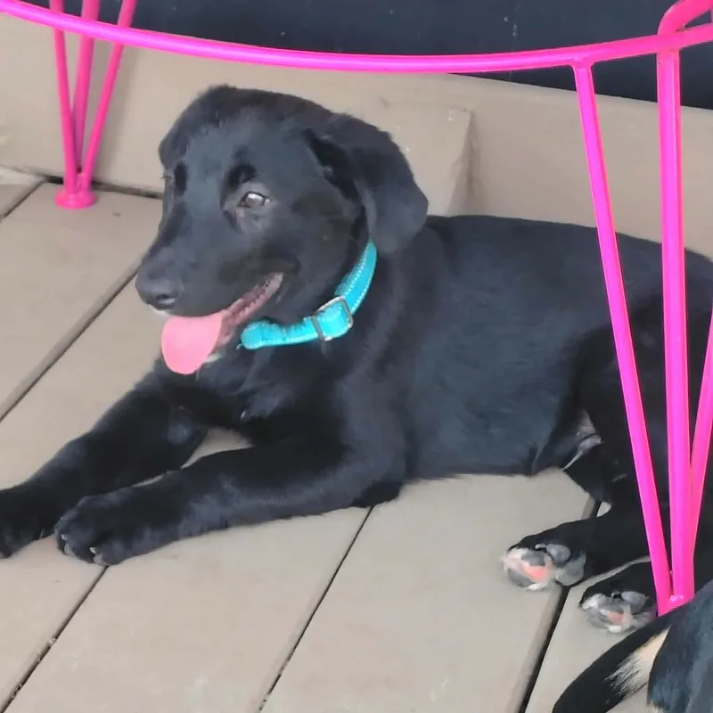 A baby medium-sized male Black Labrador Retriever dog named Kage for adoption in Austin, TX
