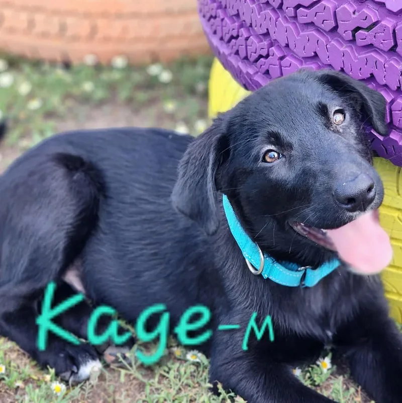 Kage thumbnail 5