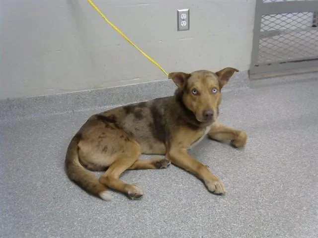 A young large-sized male German Shepherd Dog dog named A for adoption in Pasadena, TX