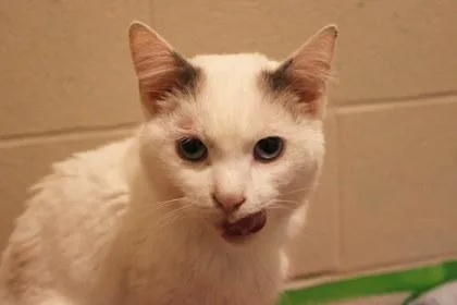An adult large-sized male Siamese cat named Coyotas for adoption in Kansas City, MO