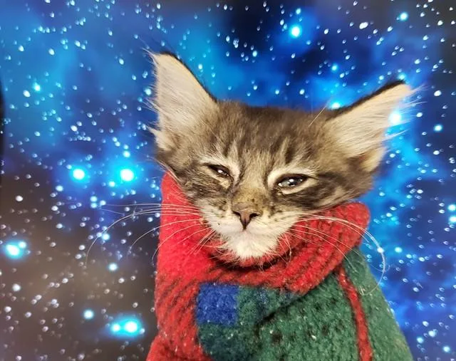 A baby small-sized male Domestic Short Hair cat named Cleveland Brown for adoption in Tucson, AZ