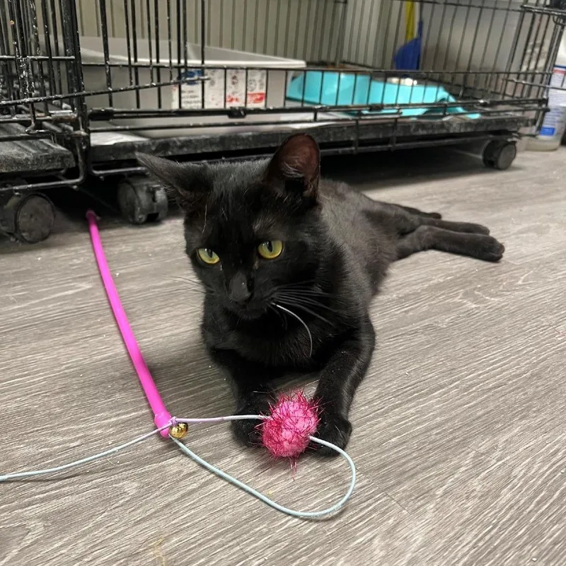A young medium-sized female Black Domestic Short Hair cat named Jolie for adoption in Hamburg, NY