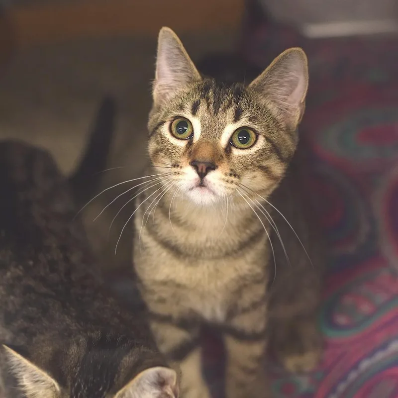 A baby medium-sized male Brown / Chocolate Domestic Short Hair cat named Happy for adoption in Belleville, IL