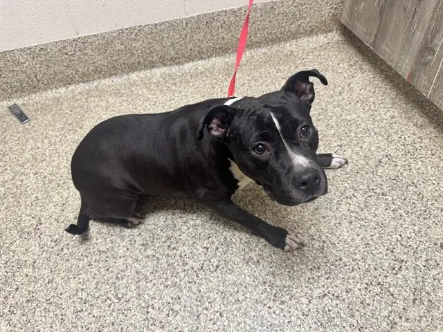 An adult medium-sized female Pit Bull Terrier dog named Moana for adoption in Colorado Springs, CO
