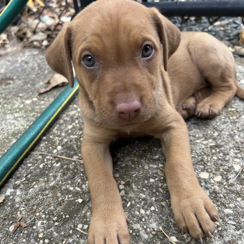 A baby medium-sized female Shepherd dog named Snappy for adoption in Redwood City, CA