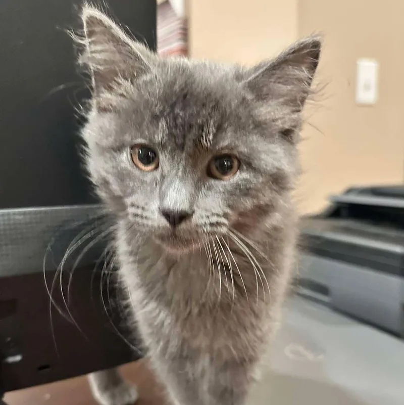 A baby medium-sized male Gray / Blue / Silver Domestic Long Hair cat named Lucas for adoption in East Lansing, MI