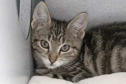 A young small-sized male Domestic Short Hair cat named B Turvey for adoption in North Charleston, SC