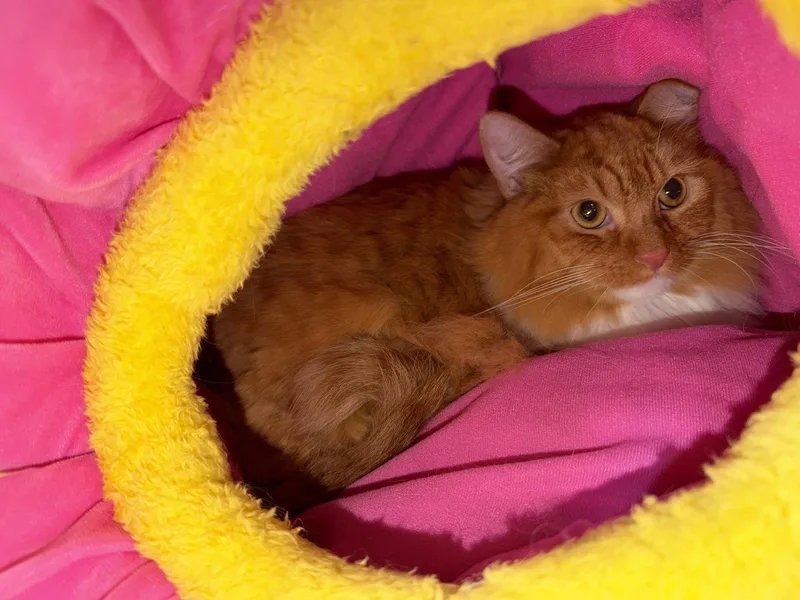 An adult medium-sized male Orange & White Domestic Long Hair cat named Pastor for adoption in Wheaton, IL