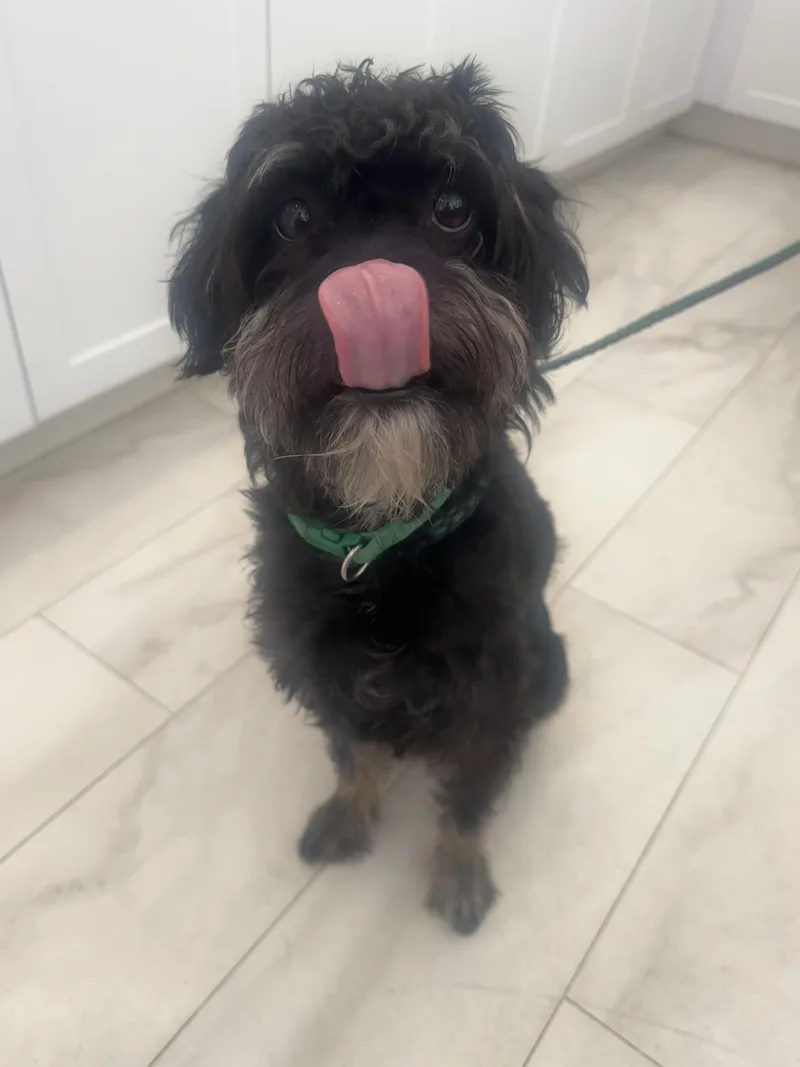 A young small-sized male Bicolor Miniature Schnauzer dog named Clive for adoption in O'Fallon, MO