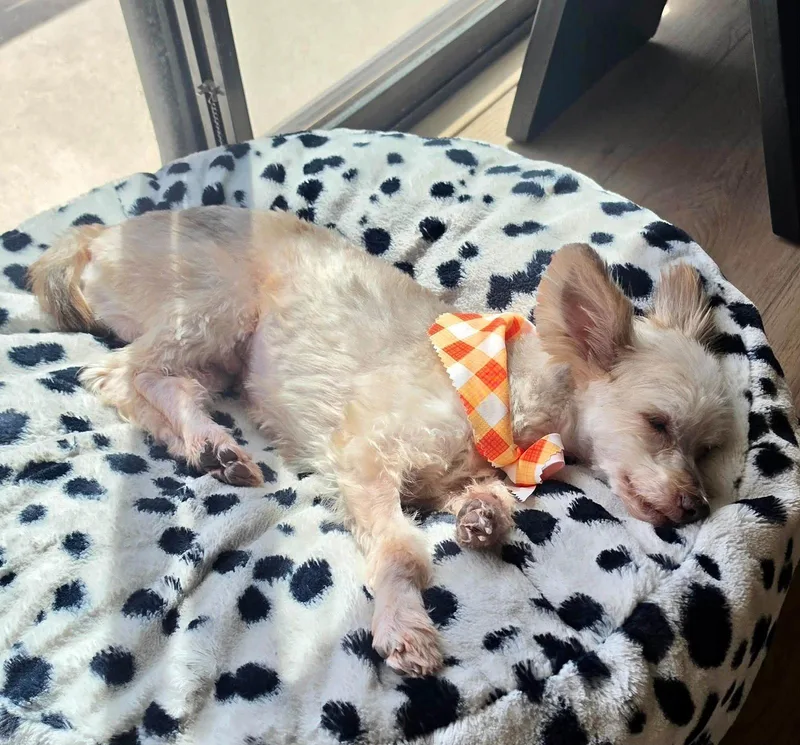 A young small-sized male Yorkshire Terrier dog named Bennett for adoption in Phoenix, AZ