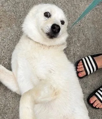 An adult medium-sized male White / Cream Siberian Husky dog named Dog for adoption in Jasper, GA