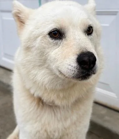 Dog thumbnail 3