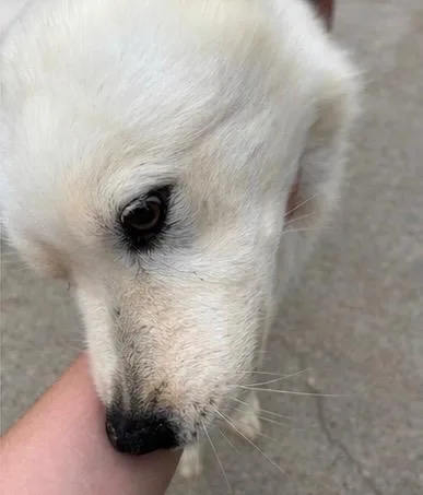 Dog thumbnail 4