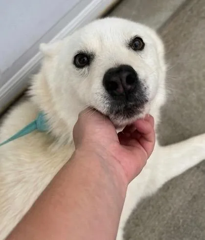 Dog thumbnail 5