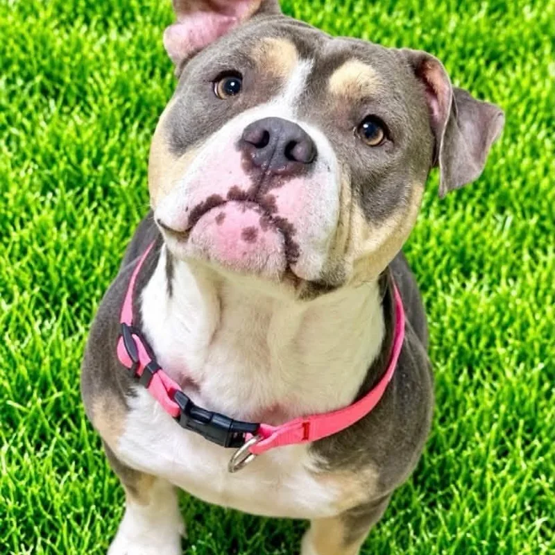 An adult medium-sized female Tricolor (Brown, Black, & White) Terrier dog named Bailey for adoption in Battle Creek, MI