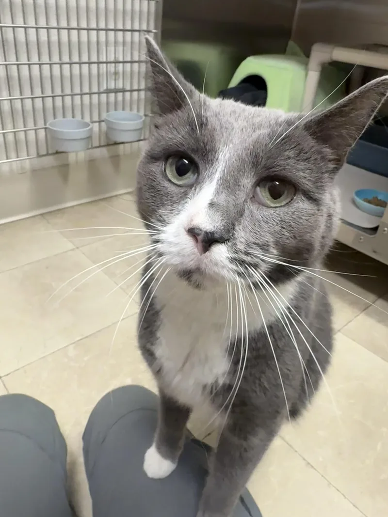 An adult medium-sized male Gray & White Domestic Short Hair cat named Parker for adoption in Parsippany, NJ