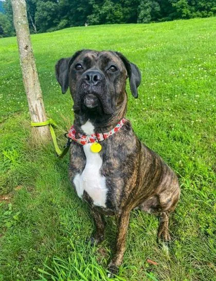 A young large-sized female Boxer dog named Rosie for adoption in Bloomsburg, PA