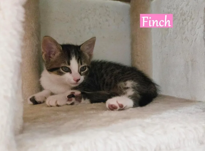 A baby medium-sized female Domestic Short Hair cat named Finch for adoption in Hoover , AL