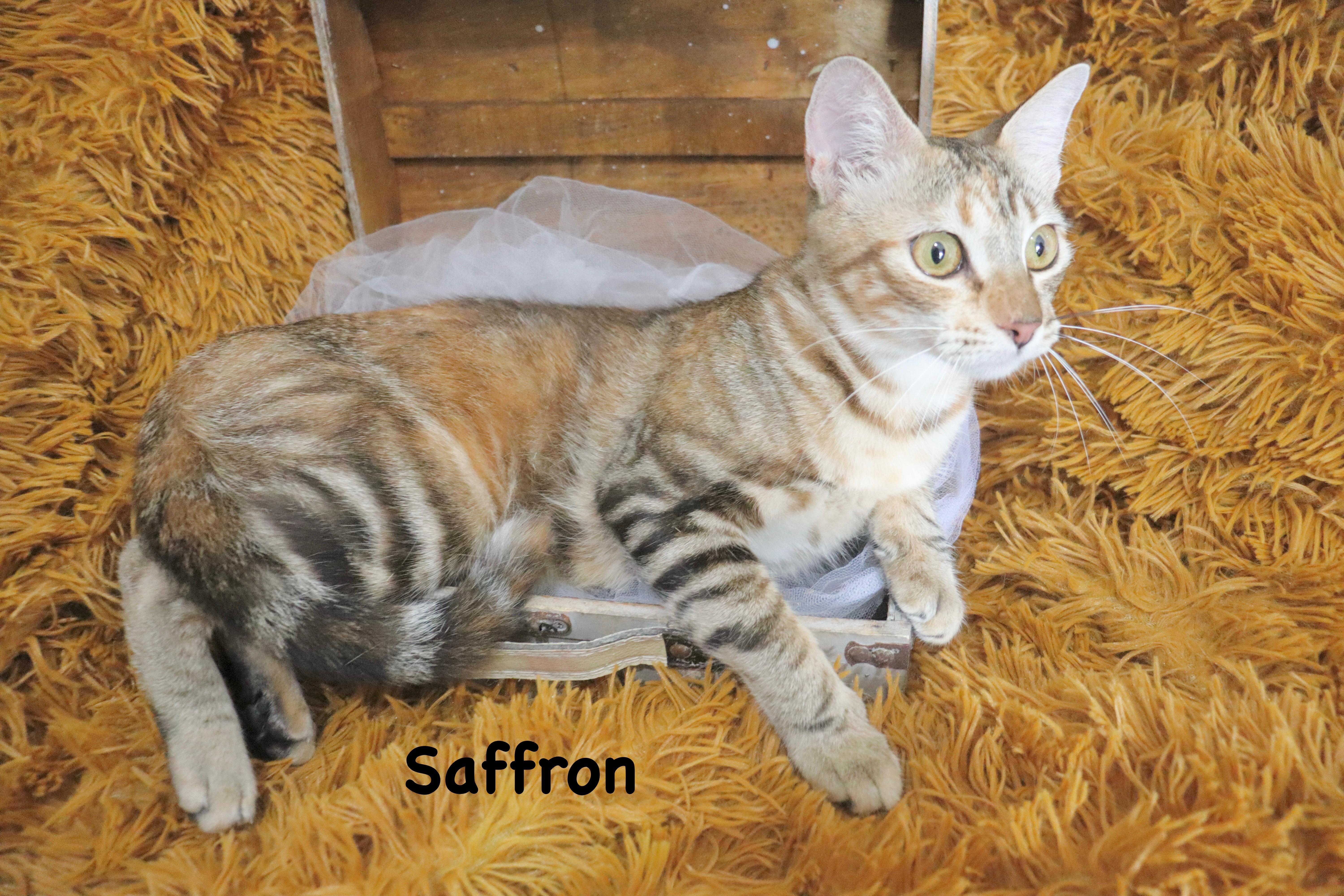 Saffron thumbnail 4