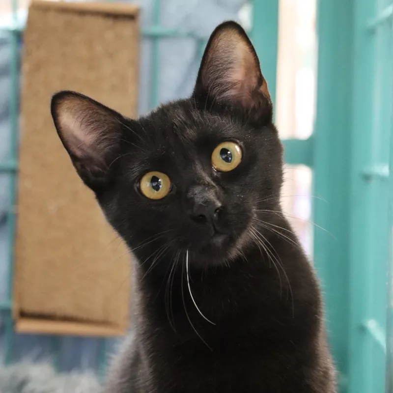 A young small-sized male Domestic Short Hair cat named Ducky for adoption in Santa Barbara, CA