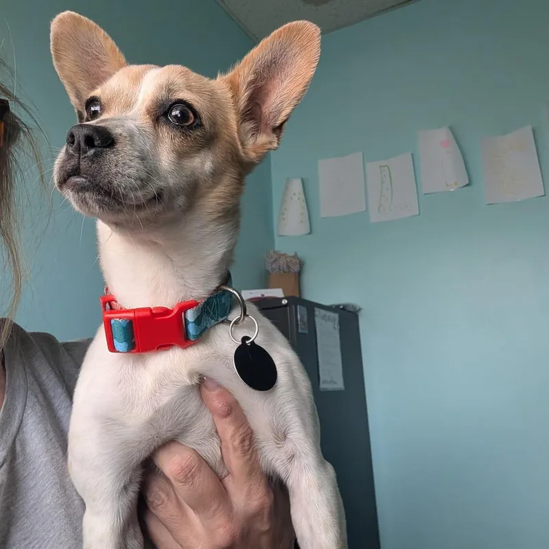 Lucy thumbnail 4