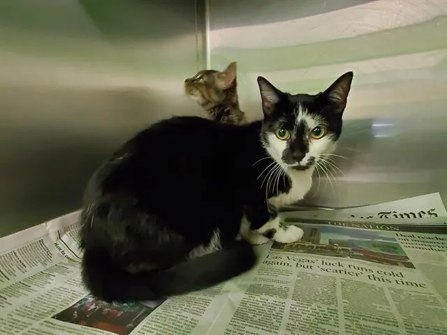 An adult large-sized female Domestic Short Hair cat named Cici for adoption in Los Angeles, CA