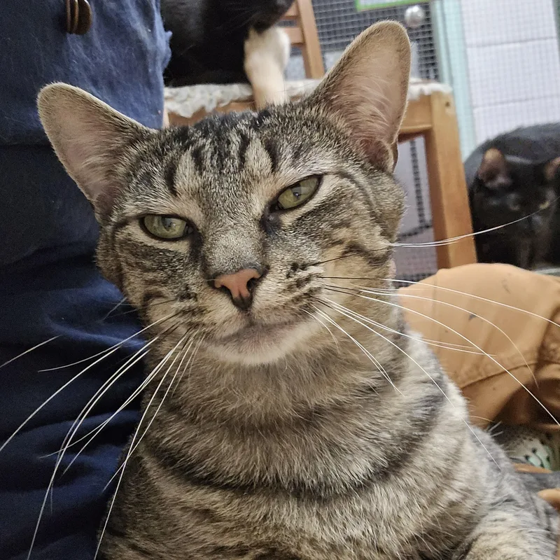A young medium-sized male Domestic Short Hair cat named Canyon for adoption in Shippenville, PA