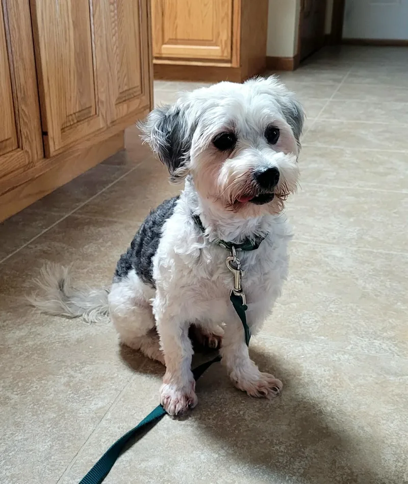 An adult small-sized female Havanese dog named Rumba for adoption in Decorah, IA