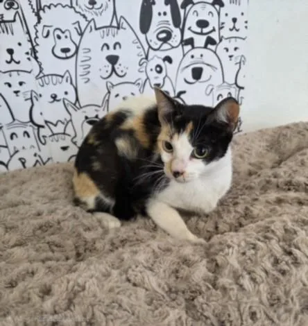 A young medium-sized female Domestic Short Hair cat named Tuuli for adoption in San Pedro, CA