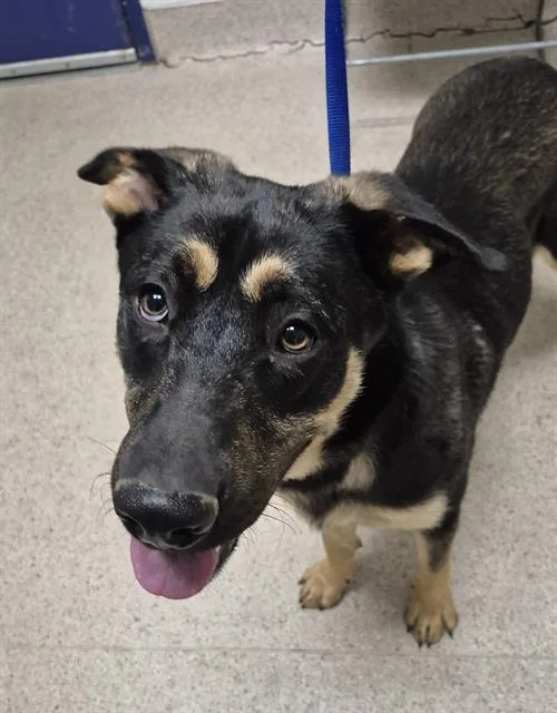 A young large-sized male Shepherd dog named George for adoption in Bakersfield, CA
