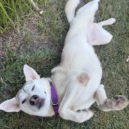 A young medium-sized female Siberian Husky dog named Serena for adoption in Elk Grove Village, IL