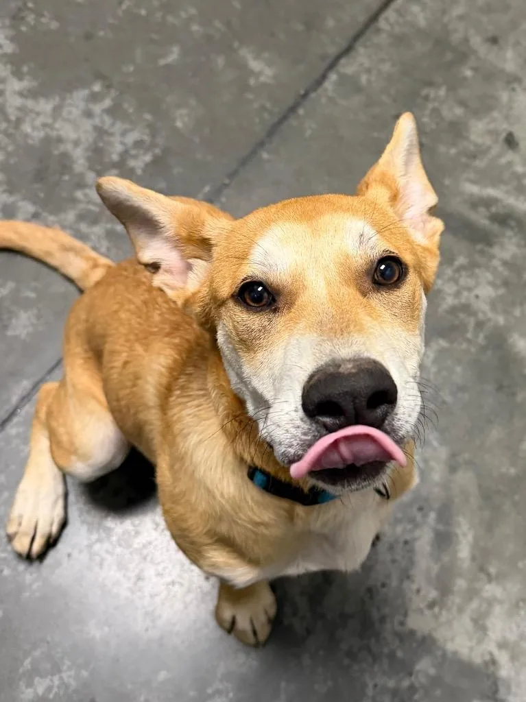 A baby large-sized female Mixed Breed dog named Jubilee for adoption in Henderson, NC