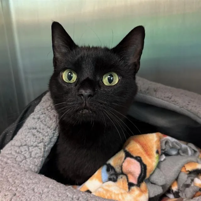 An adult small-sized female Domestic Short Hair cat named Stella for adoption in Centerville, MA