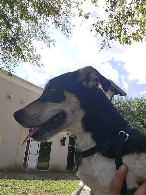 A young medium-sized female Labrador Retriever dog named Edith for adoption in San Antonio, TX