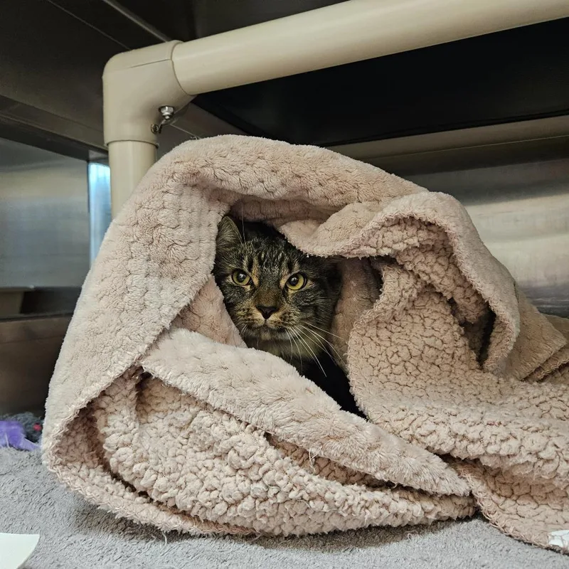 An adult medium-sized female Domestic Long Hair cat named Mooshey for adoption in Springfield, MA