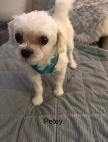 Petey thumbnail 2