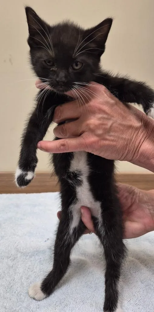 A baby medium-sized female Domestic Short Hair cat named Ladyslipper for adoption in Christiansburg, VA