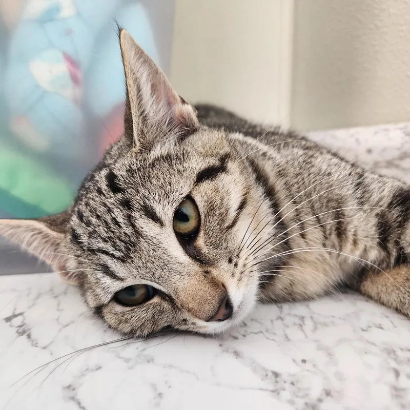 A baby small-sized female Gray / Blue / Silver Domestic Short Hair cat named Dragonfly for adoption in Delaware, OH