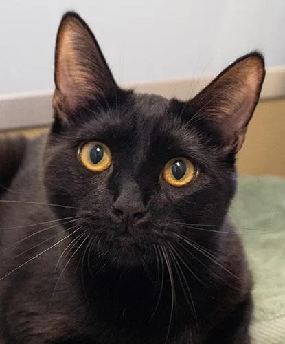 A young large-sized male Black Domestic Short Hair cat named Nico for adoption in Encinitas, CA