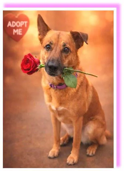 Seren Sadie thumbnail 3