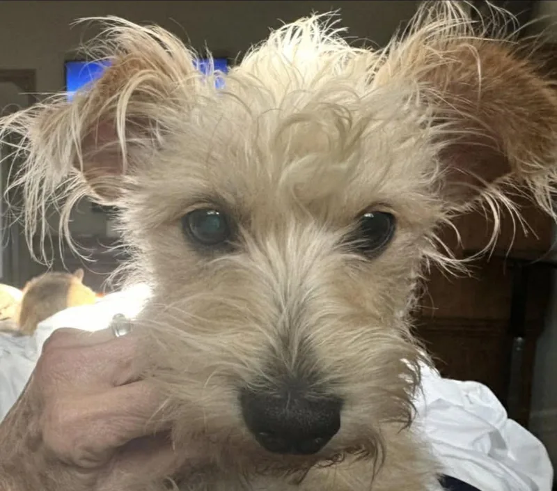 An adult small-sized male Apricot / Beige Cairn Terrier dog named Alfie for adoption in Boston, MA